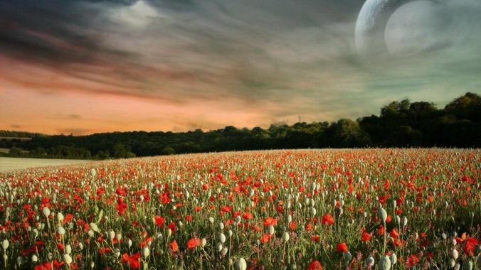 LCD党真的只是少部分人吗？